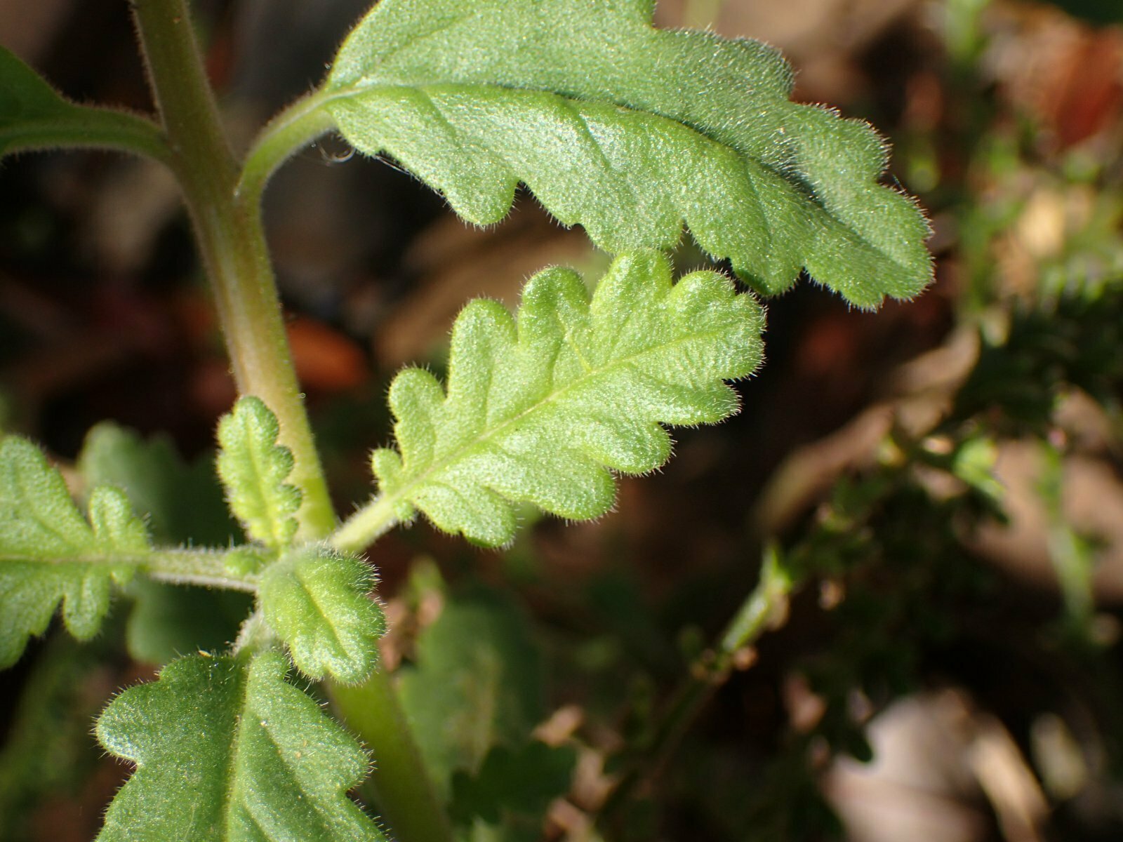 High Resolution Phacelia cf. suaveolens Leaf